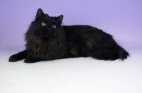 Picture of black siberian lying down