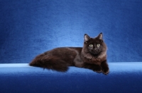 Picture of black Siberian on blue background