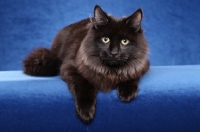 Picture of black Siberian on blue background