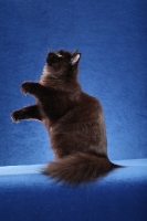 Picture of black Siberian on blue background