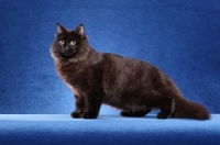 Picture of black Siberian on blue background