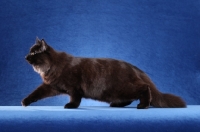 Picture of black Siberian on blue background