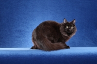 Picture of black Siberian on blue background