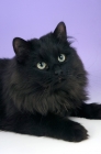 Picture of black siberian portrait