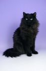 Picture of black siberian sitting down