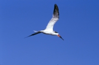 Picture of black skimmer flying