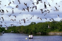 Picture of black skimmers flying off florida