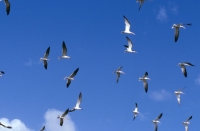 Picture of black skimmers flying off florida