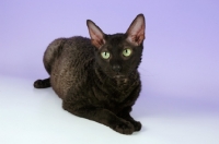 Picture of black smoke cornish rex lying down