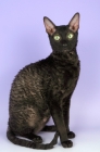 Picture of black smoke cornish rex, sitting