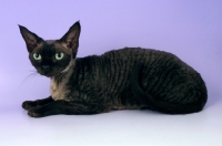 Picture of black smoke devon rex cat lying down