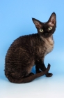 Picture of black smoke devon rex cat on blue background