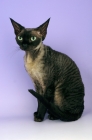 Picture of black smoke devon rex cat