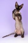 Picture of black smoke devon rex kitten on hind legs