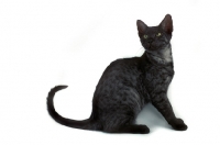 Picture of black smoke Egyptian Mau cat sitting on white background