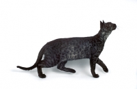 Picture of black smoke Egyptian Mau cat