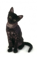 Picture of black smoke Egyptian Mau