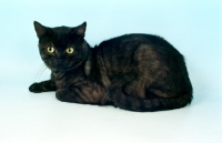 Picture of black smoke European Shorthair