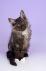 Picture of black smoke norwegian forest kitten