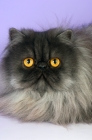 Picture of black smoke persian cat, head shot