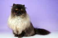 Picture of black smoke persian cat looking at camera