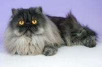 Picture of black smoke persian cat lying down