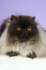 Picture of black smoke persian cat portrait