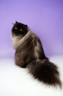 Picture of black smoke persian cat, sitting down, back view