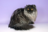 Picture of black smoke persian cat sitting on purple background