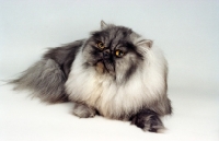 Picture of black smoke Persian, on grey background