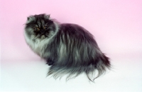 Picture of black smoke Persian, sitting down