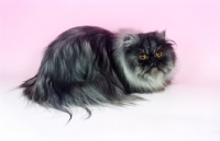 Picture of black smoke Persian