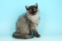 Picture of black smoke selkirk rex kitten sitting on blue background