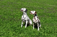 Picture of black spotted and brown spotted Dalmatians sitting down