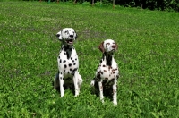 Picture of black spotted and brown spotted Dalmatians