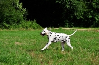 Picture of black spotted Dalmatian in field