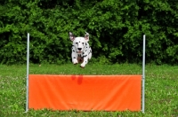 Picture of black spotted Dalmatian jumping