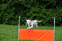 Picture of black spotted Dalmatian jumping