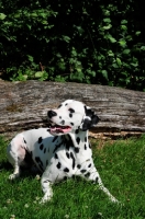 Picture of black spotted Dalmatian near log
