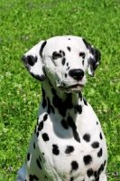 Picture of black spotted Dalmatian portrait