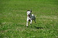 Picture of black spotted Dalmatian running in field
