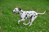 Picture of black spotted Dalmatian running