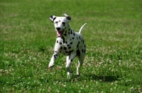 Picture of black spotted Dalmatian running