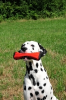 Picture of black spotted Dalmatian with dummy in mouth