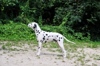 Picture of black spotted Dalmatian 