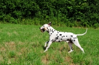 Picture of black spotted Dalmatian