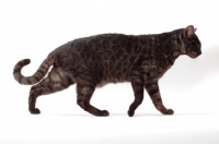 Picture of black spotted Safari cat, side view