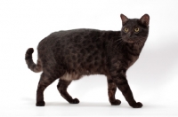 Picture of black spotted Safari cat, standing on white background