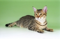 Picture of black spotted tabby Asian cat on green background