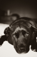 Picture of black Staffordshire Bull Terrier lying down